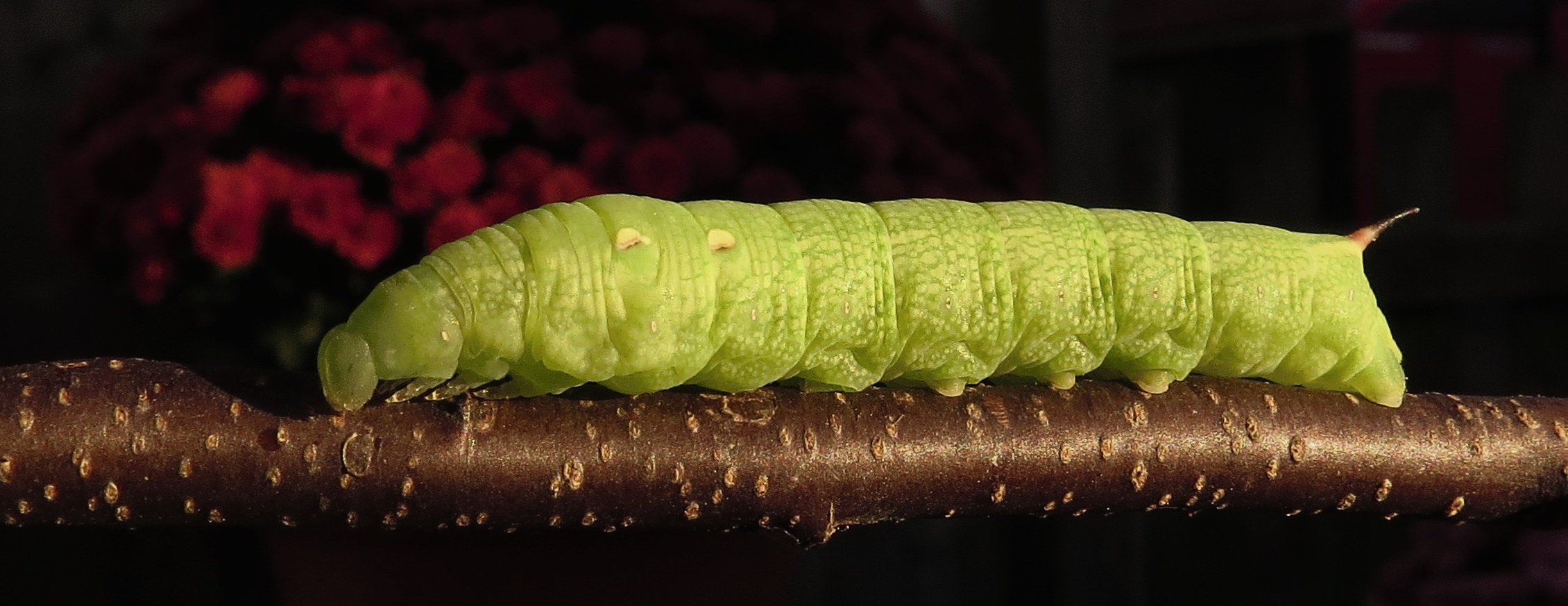 Rups van Avondrood??????????